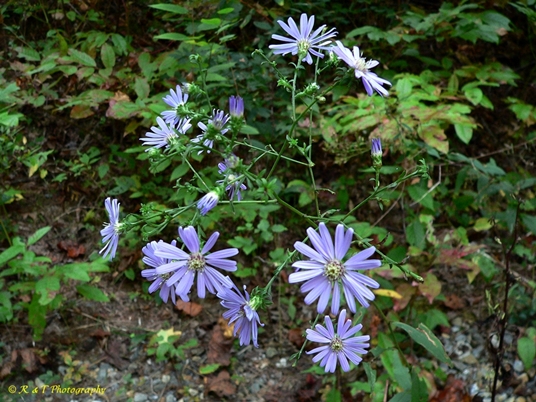 {Symphyotrichum phlogifolium}